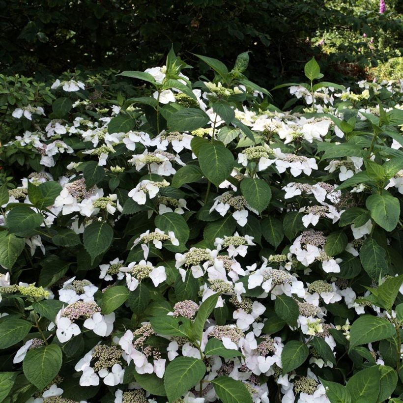 Hortensia - Hydrangea macrophylla Veitchii (Plant habit)
