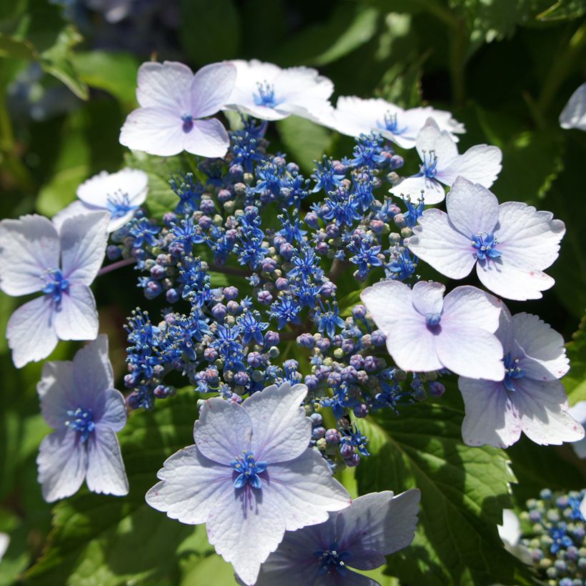 Hortensia - Hydrangea macrophylla Blue wave (Flowering)