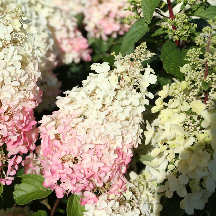 Hydrangea paniculata Candlelight - Hortensia paniculé (Flowering)