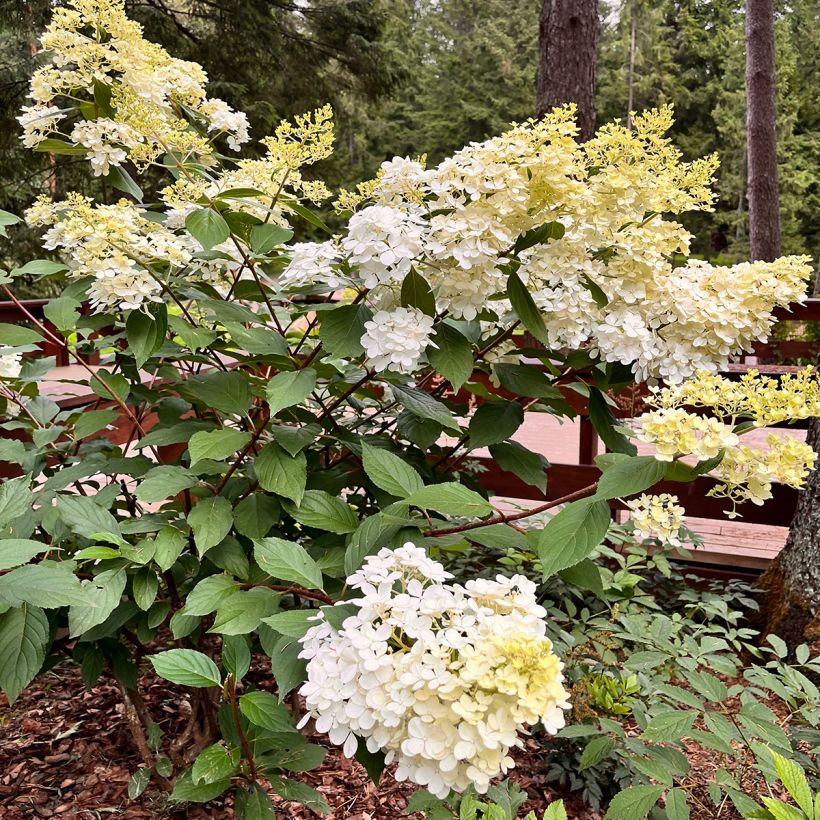 Hydrangea paniculata Candlelight - Hortensia paniculé (Plant habit)