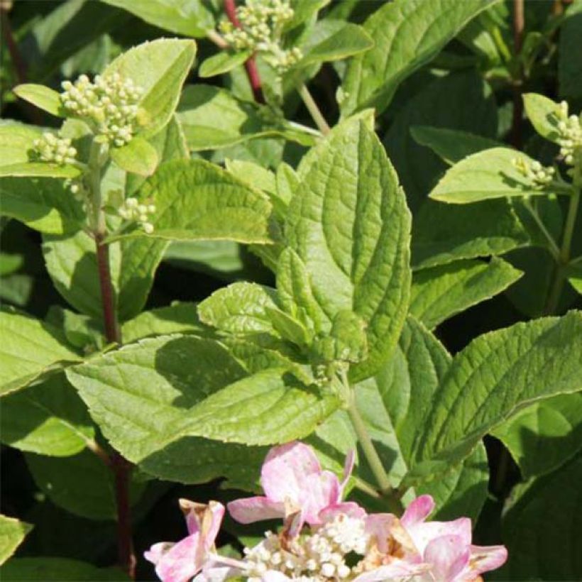 Hydrangea paniculata Dart's Little Dot - Hortensia paniculé (Foliage)