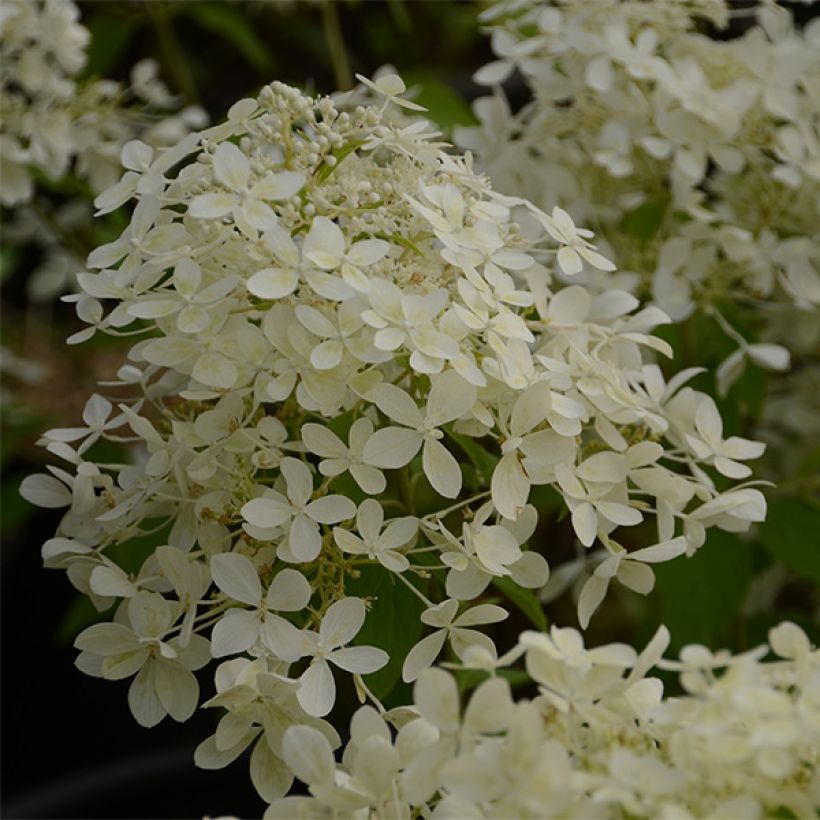 Hydrangea paniculata Dentelle de Gorron - Hortensia paniculé (Flowering)