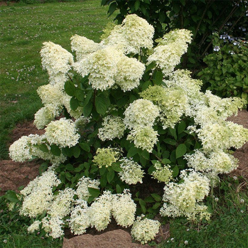 Hydrangea paniculata Dentelle de Gorron - Hortensia paniculé (Plant habit)