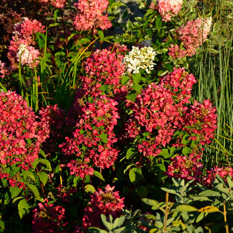 Hydrangea paniculata Diamant Rouge - Hortensia paniculé (Plant habit)