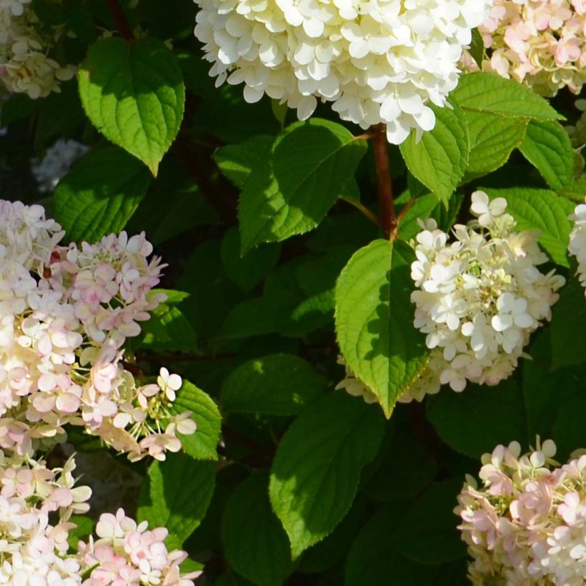 Hydrangea paniculata Diamantino - Hortensia paniculé (Foliage)