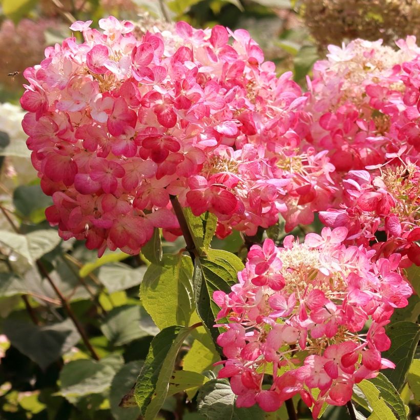 Hydrangea paniculata Framboisine  - Hortensia paniculé (Flowering)