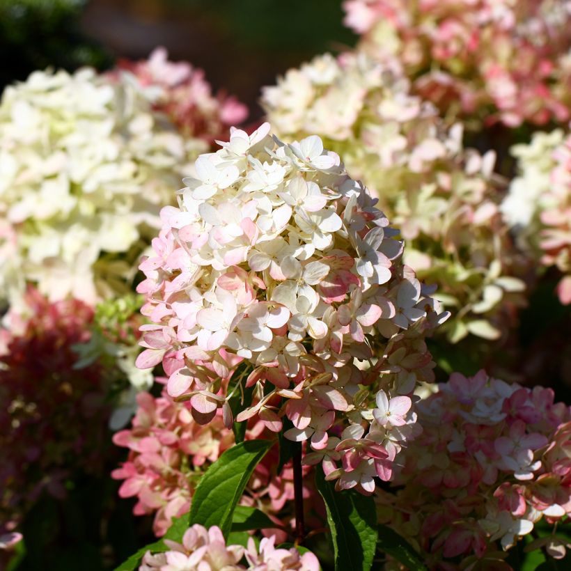 Hydrangea paniculata Graffiti - Hortensia paniculé (Flowering)