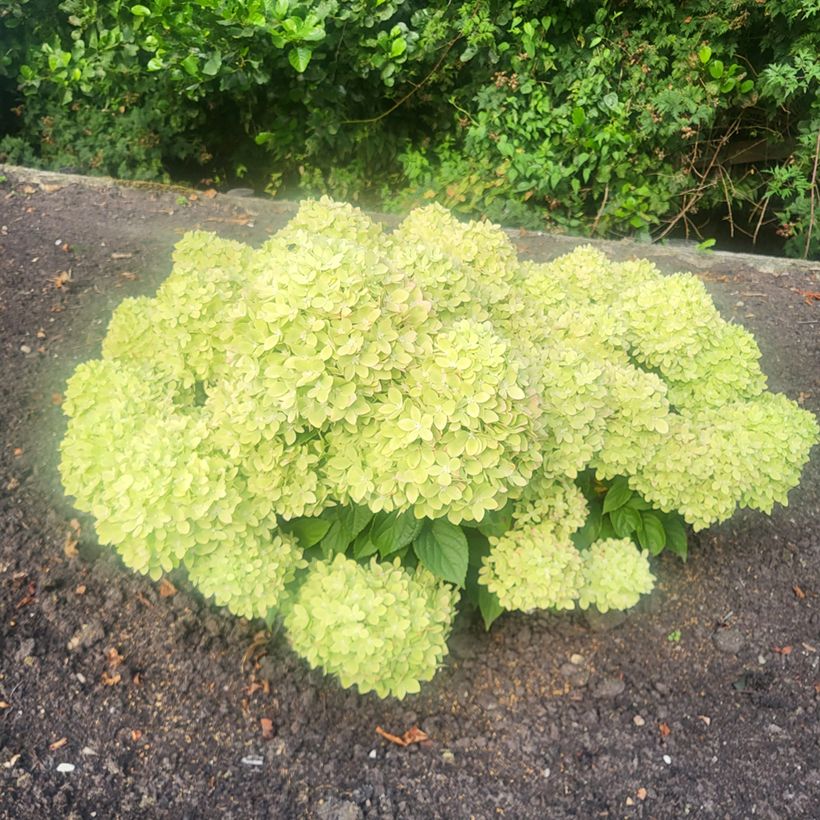 Hydrangea paniculata Groundbreaker Greeny - Hortensia paniculé nain (Plant habit)