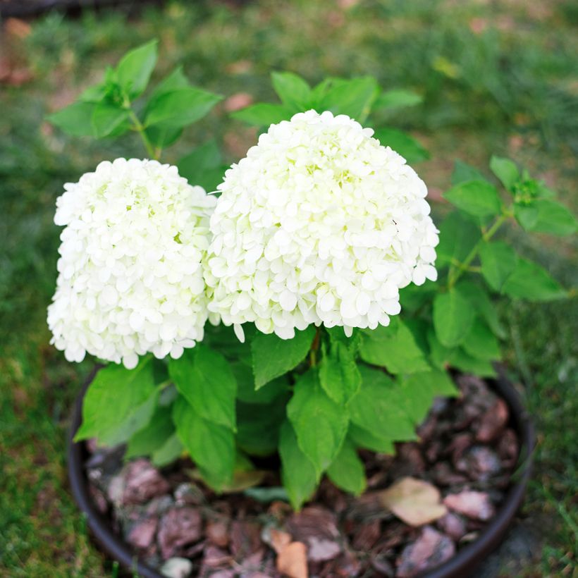 Hydrangea paniculata Little Spooky - Hortensia paniculé (Plant habit)
