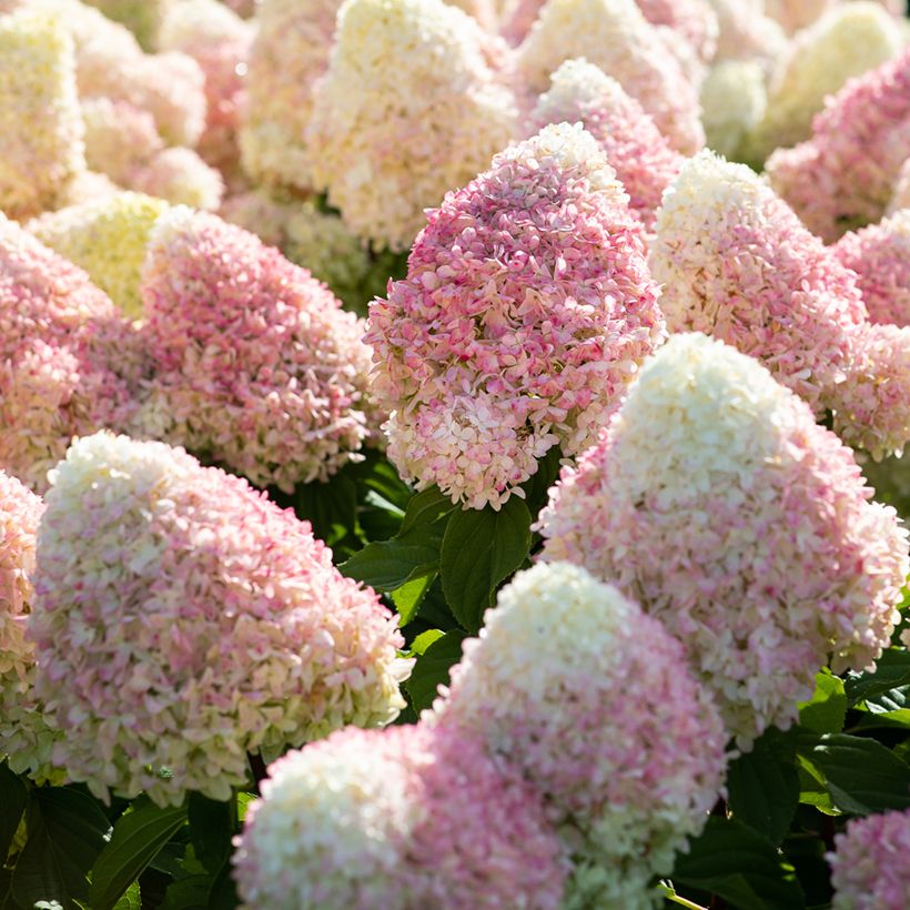 Hydrangea paniculata Living Candy Love - Hortensia paniculé (Flowering)