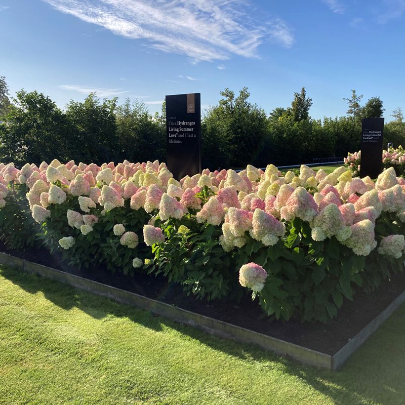 Hydrangea paniculata Living Candy Love - Hortensia paniculé (Plant habit)