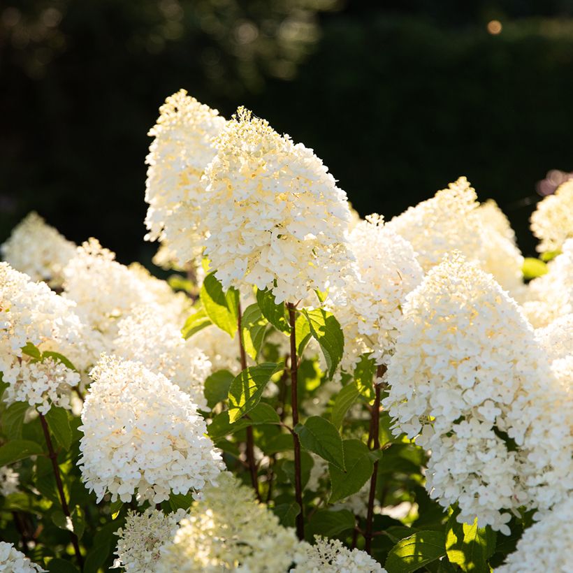 Hydrangea paniculata Living Sugar Rush - Hortensia paniculé (Flowering)