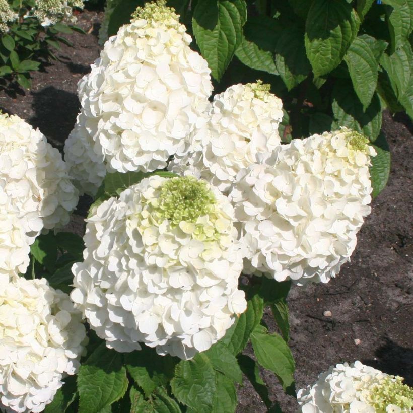 Hydrangea paniculata Magical Mont Blanc - Hortensia paniculé (Flowering)