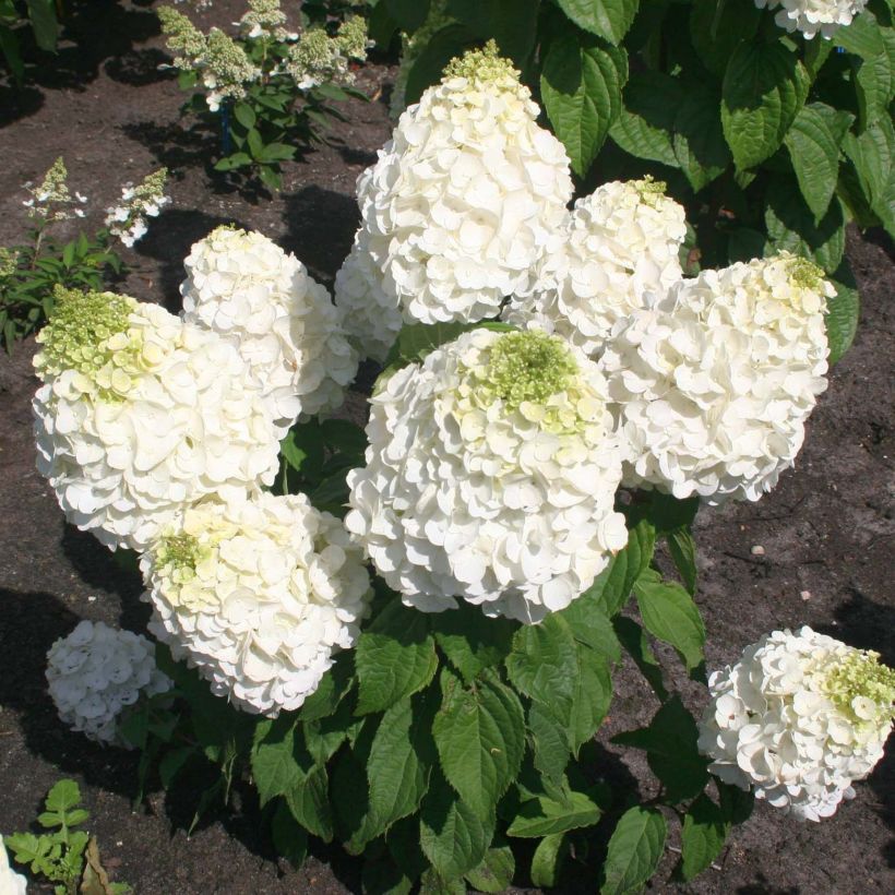 Hydrangea paniculata Magical Mont Blanc - Hortensia paniculé (Plant habit)
