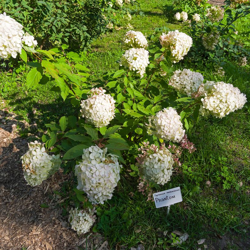 Hydrangea paniculata Phantom - Hortensia paniculé (Plant habit)
