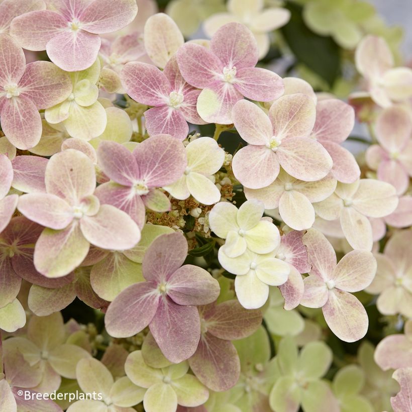 Hydrangea paniculata Polestar - Hortensia paniculé (Flowering)