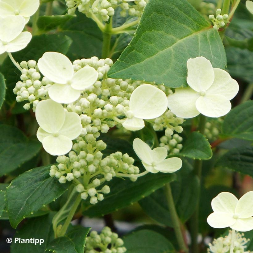 Hydrangea paniculata Prim White - Hortensia paniculé (Flowering)