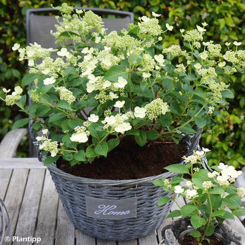 Hydrangea paniculata Prim White - Hortensia paniculé (Plant habit)