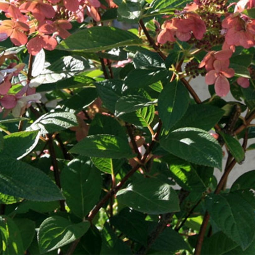 Hydrangea paniculata Sparkling - Hortensia paniculé (Foliage)