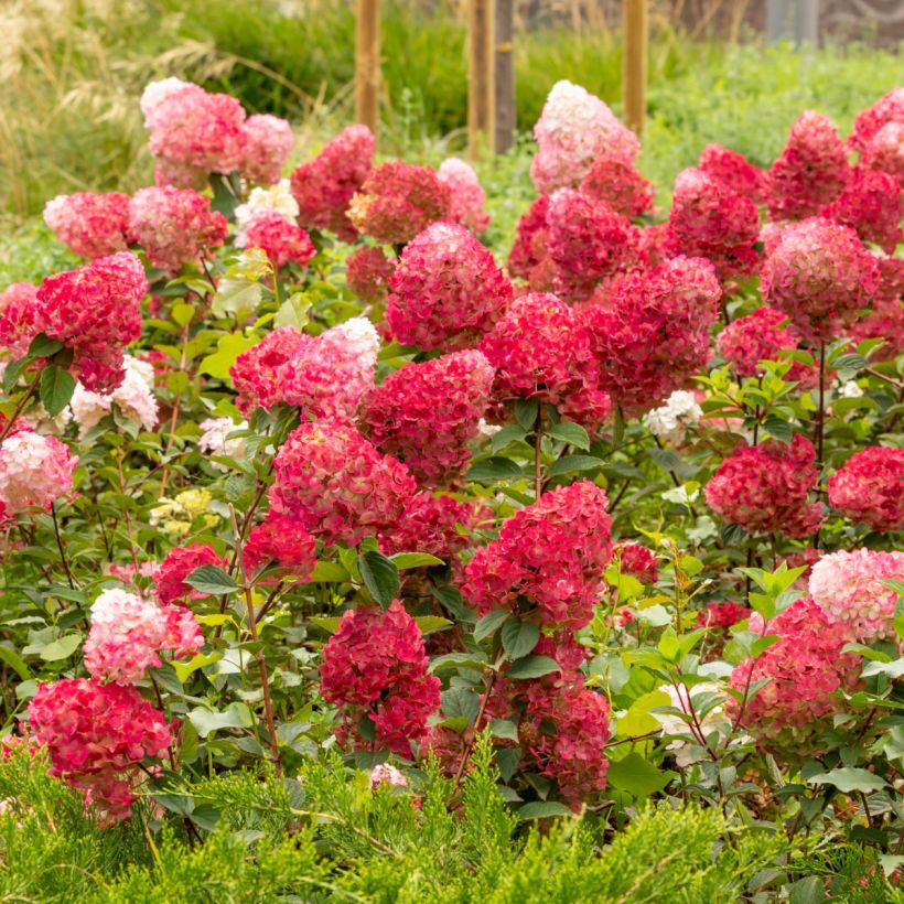Hydrangea paniculata Wim's Red - Hortensia paniculé (Plant habit)