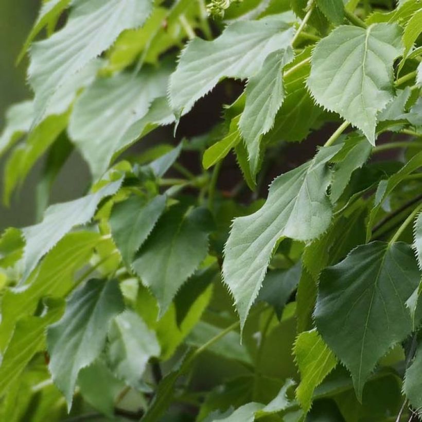 Hydrangea petiolaris Flying Saucer - Hortensia grimpant (Foliage)