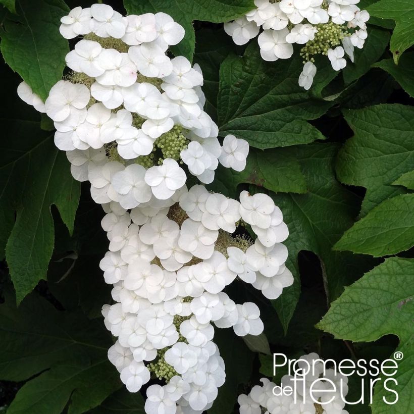 Hydrangea quercifolia Alice - Hortensia à feuilles de chêne (Flowering)