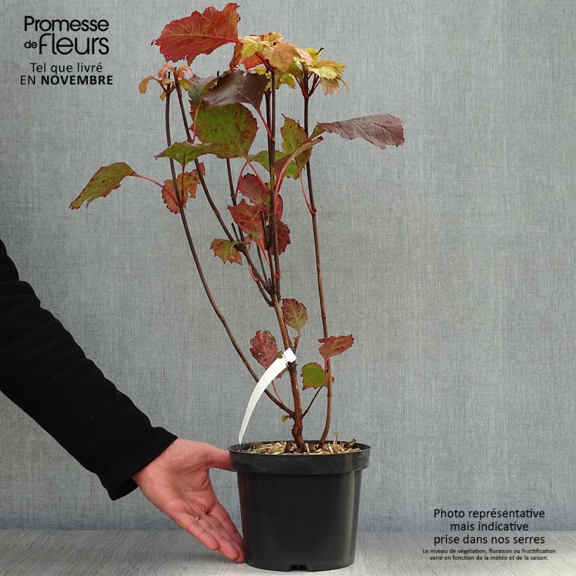 Example of Hydrangea quercifolia Alice - Hortensia à feuilles de chêne Pot de 2L/3L as you get in automne