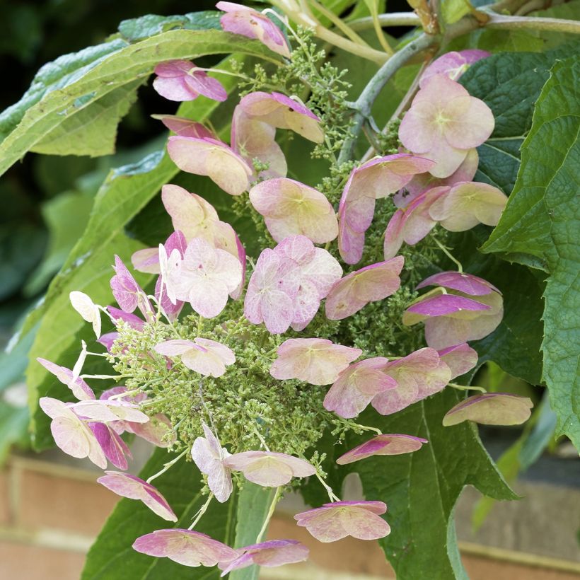 Hydrangea quercifolia Burgundy - Hortensia à feuilles de chêne (Flowering)
