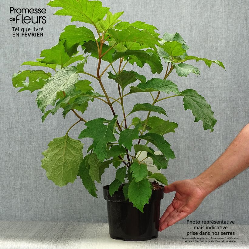Example of Hydrangea quercifolia Burgundy - Hortensia à feuilles de chêne Pot de 2L/3L as you get in automne