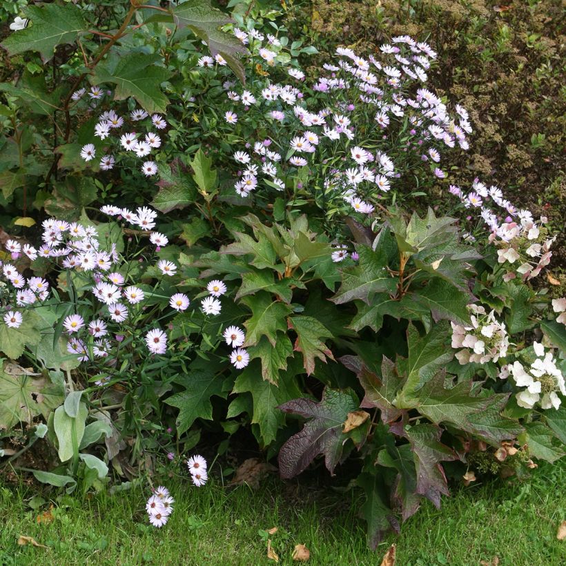 Hydrangea quercifolia Burgundy - Hortensia à feuilles de chêne (Plant habit)