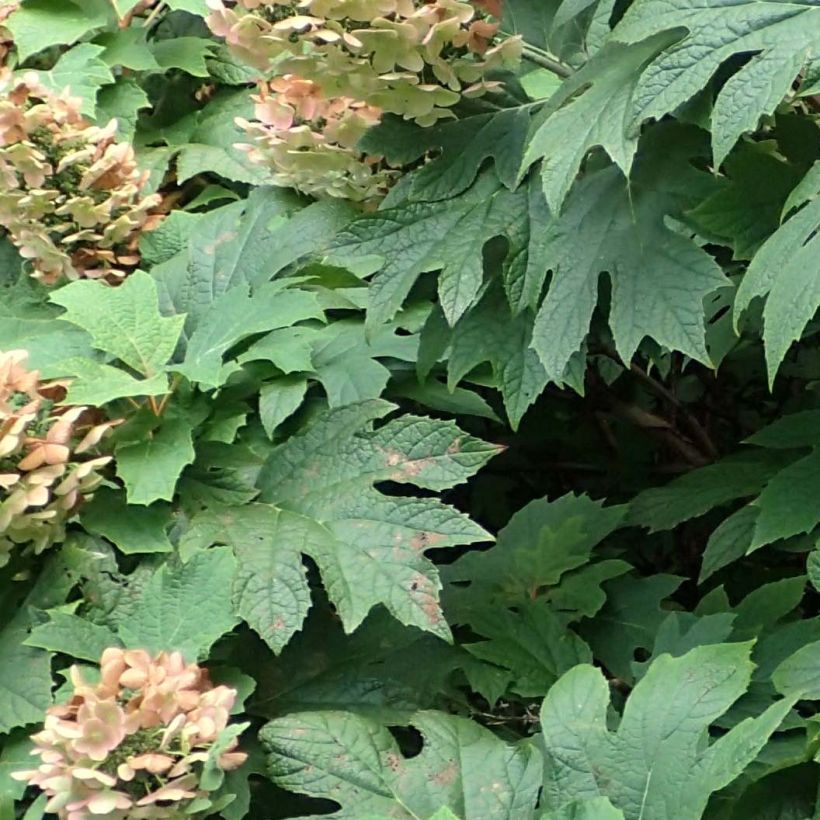 Hydrangea quercifolia Jetstream - Hortensia à feuilles de chêne (Foliage)
