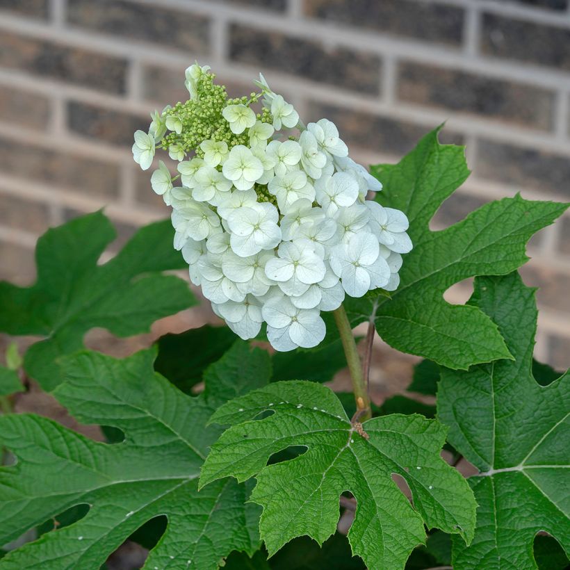 Hydrangea quercifolia Jetstream - Hortensia à feuilles de chêne (Flowering)