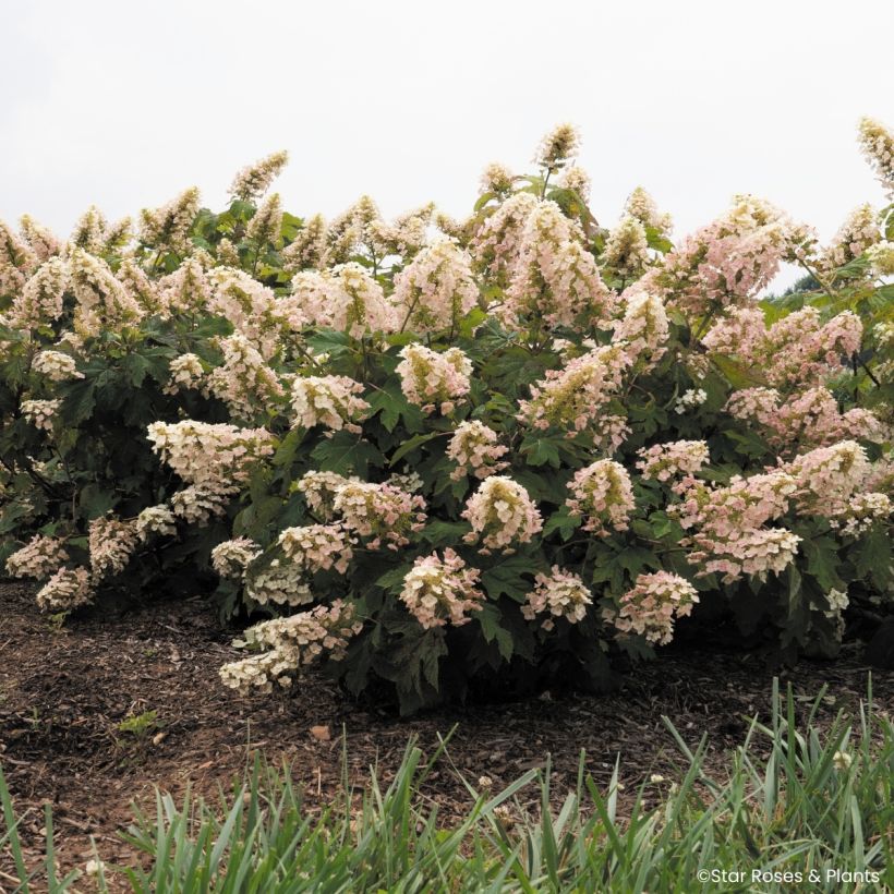 Hydrangea quercifolia Little Yeti - Hortensia à feuilles de chêne (Plant habit)