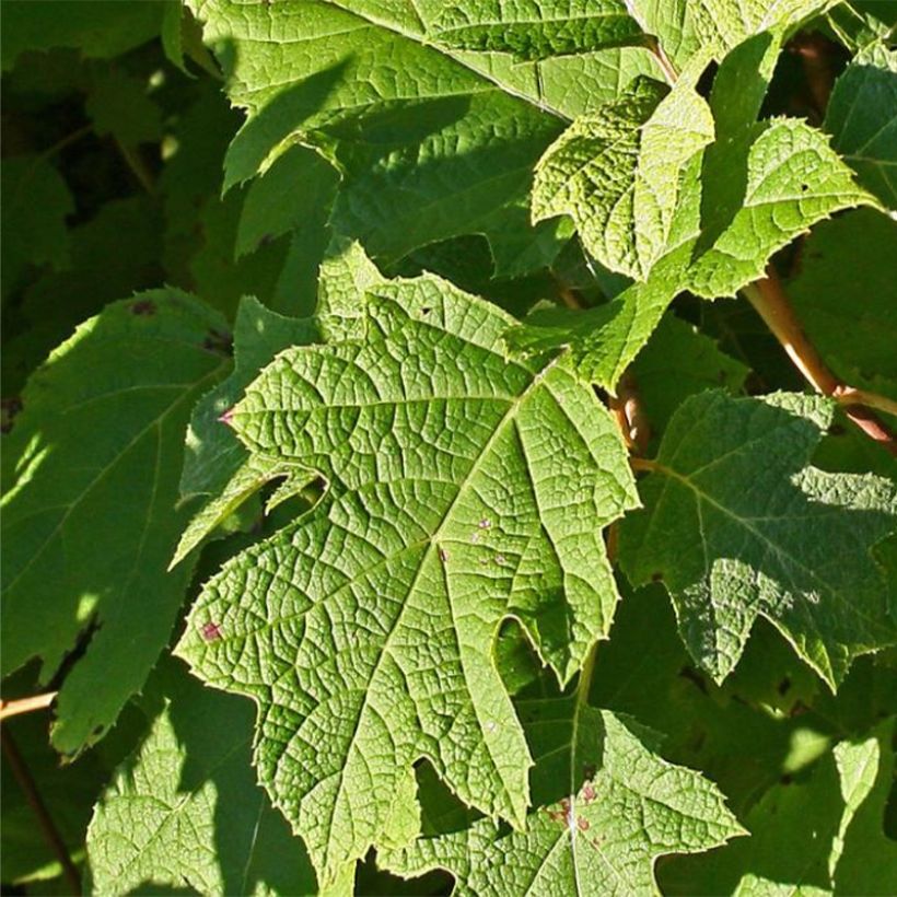 Hydrangea quercifolia Sike's Dwarf - Hortensia à feuilles de chêne (Foliage)