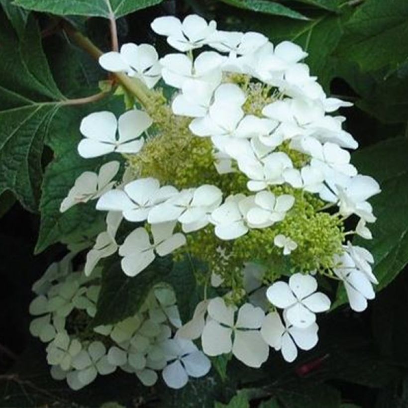 Hydrangea quercifolia Sike's Dwarf - Hortensia à feuilles de chêne (Flowering)