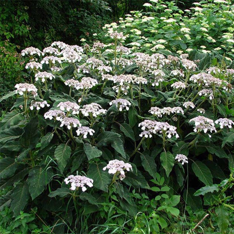Hortensia - Hydrangea aspera Sargentiana (Plant habit)