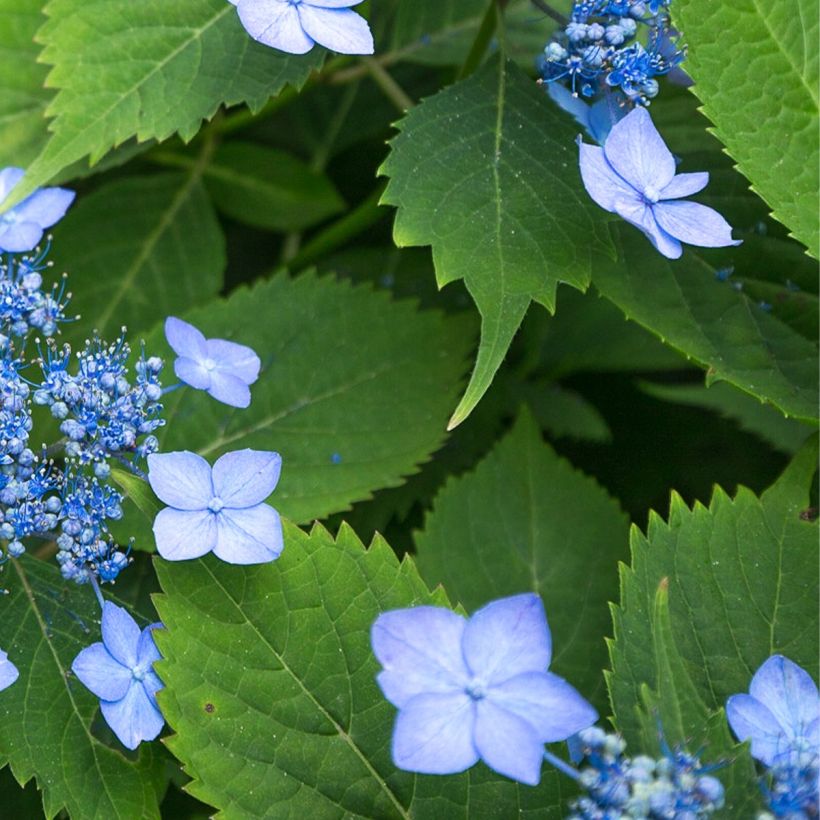 Hortensia serrata Annie's Blue (Foliage)