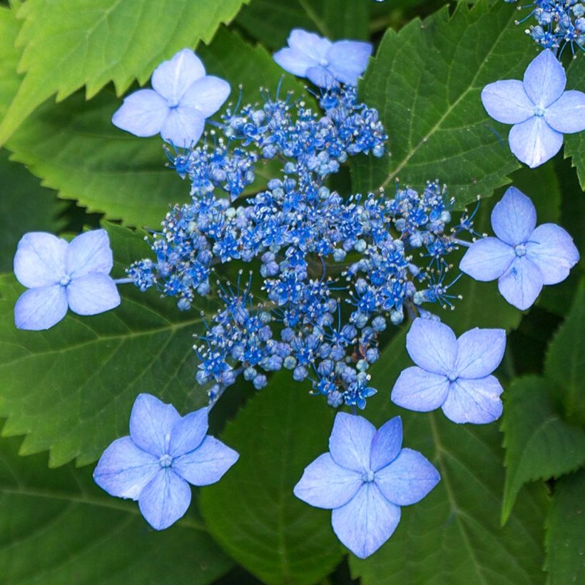 Hortensia serrata Annie's Blue (Flowering)