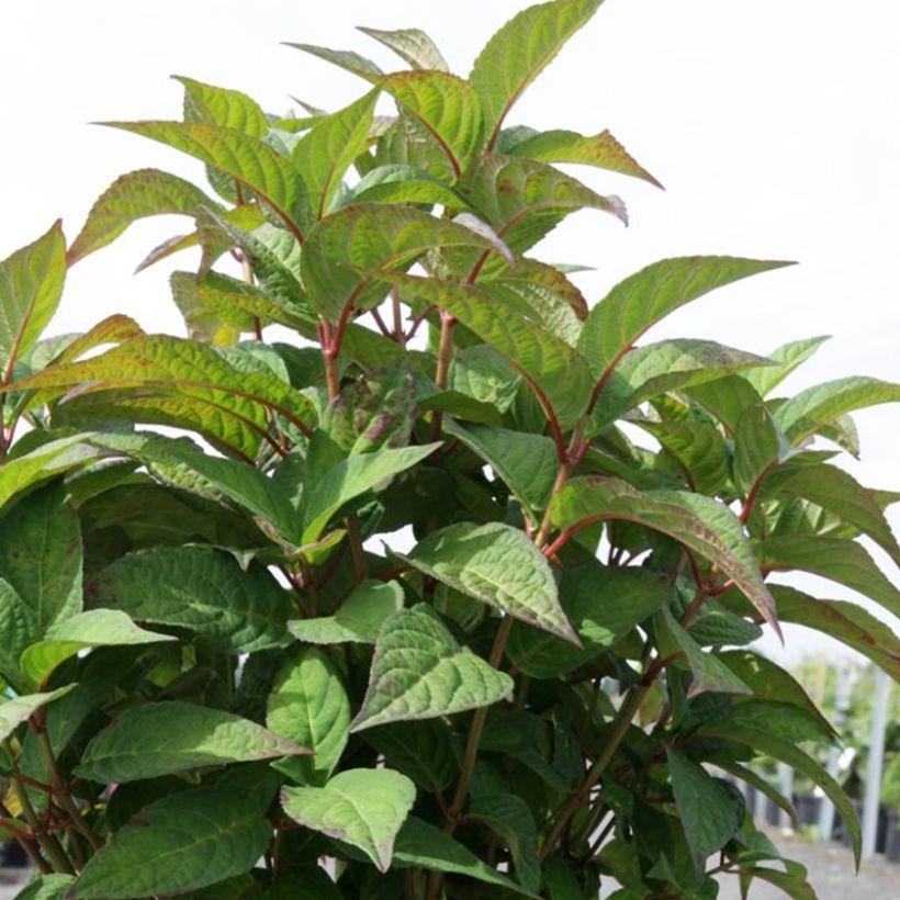 Hortensia - Hydrangea serrata Intermedia (Foliage)