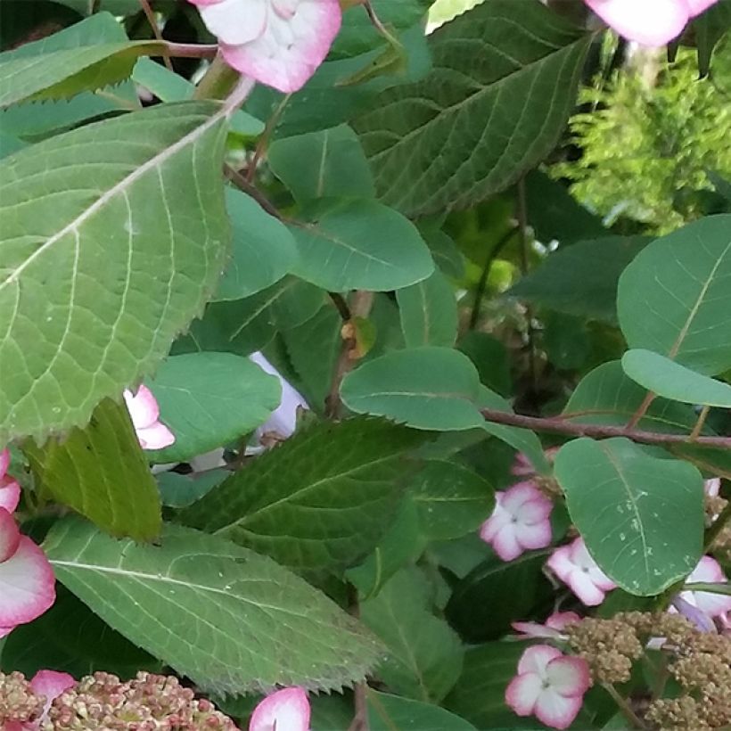 Hortensia - Hydrangea serrata Kiyosumi (Foliage)