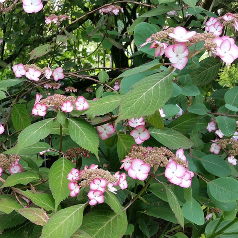 Hortensia - Hydrangea serrata Kiyosumi (Flowering)
