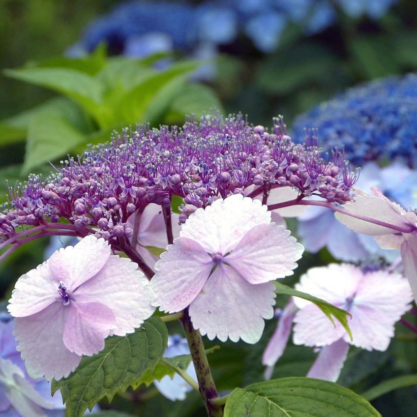 Hortensia - Hydrangea serrata Klaveren (Flowering)