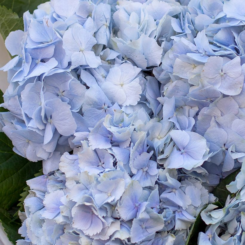 Hortensia - Hydrangea macrophylla Amethyst (Flowering)