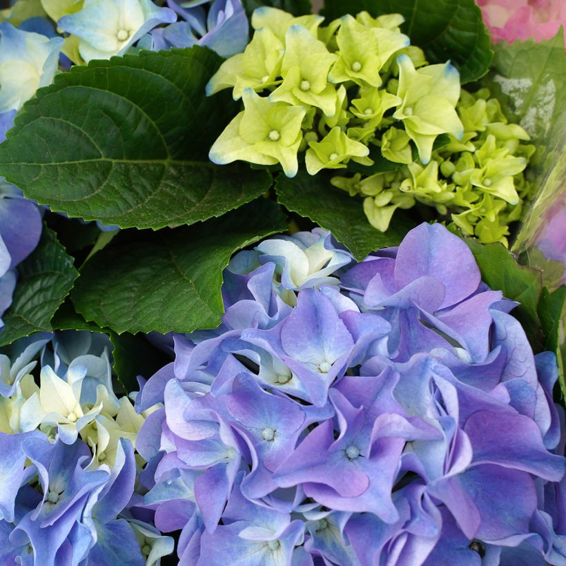 Hortensia - Hydrangea macrophylla Early Blue (Flowering)