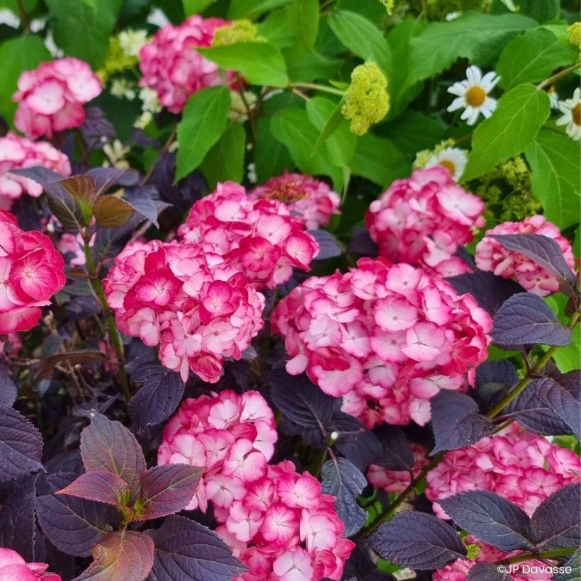 Hortensia - Hydrangea macrophylla x serrata Black Velvet Darbi (Plant habit)