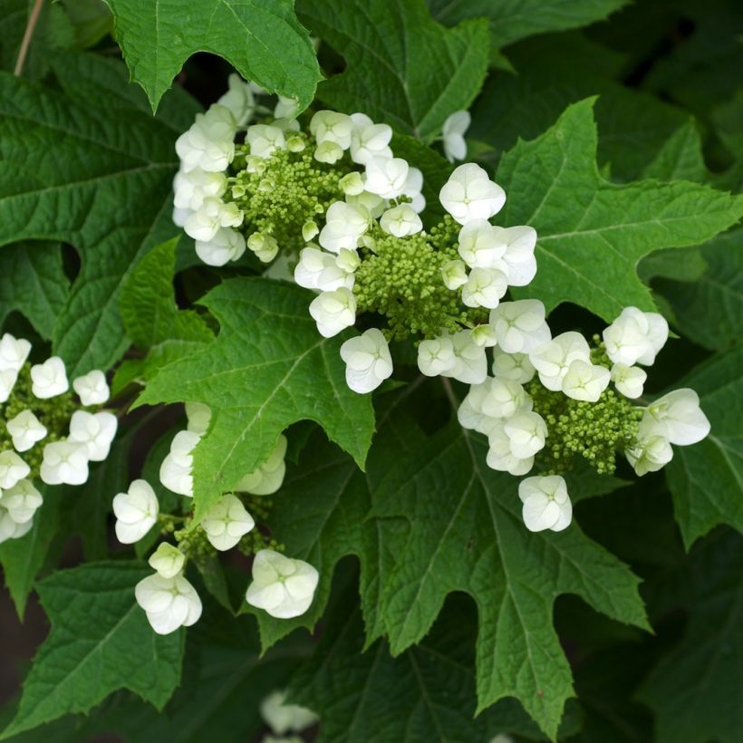 Hydrangea quercifolia - Hortensia à feuilles de chêne (Foliage)