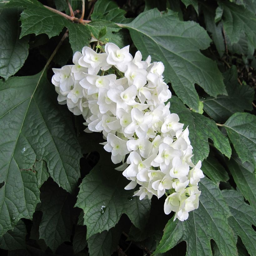 Hydrangea quercifolia - Hortensia à feuilles de chêne (Flowering)