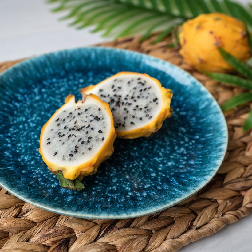 Hylocereus megalanthus - Pitaya, Fruit du dragon jaune (Harvest)