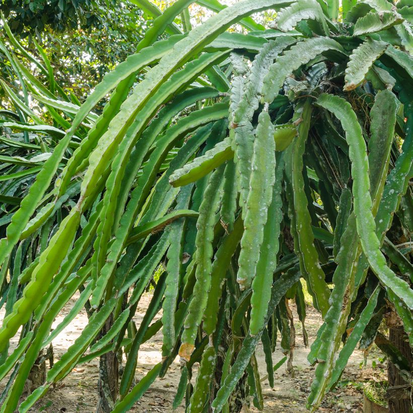 Hylocereus undatus - Pitaya, Fruit du dragon rouge (Foliage)