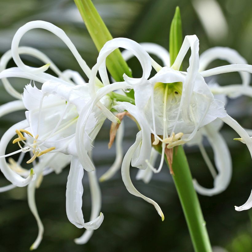 Ismène festalis Zwanenburg - Lis araignée (Flowering)